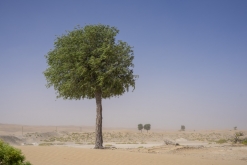 Al Kamil - Jalan Bani Bu Ali, Wahibská poušť