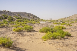 Al Kamil - Jalan Bani Bu Ali, Wahibská poušť