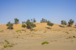 Al Kamil - Jalan Bani Bu Ali, Wahibská poušť