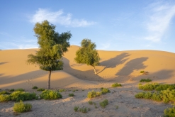 Al Kamil - Jalan Bani Bu Ali, Wahibská poušť