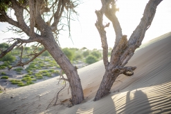 Al Kamil - Jalan Bani Bu Ali, Wahibská poušť