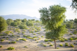 Al Kamil - Jalan Bani Bu Ali, Wahibská poušť