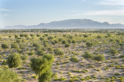 Al Kamil - Jalan Bani Bu Ali, Wahibská poušť