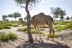 Al Kamil - Jalan Bani Bu Ali, Wahibská poušť