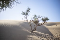 Al Kamil - Jalan Bani Bu Ali, Wahibská poušť