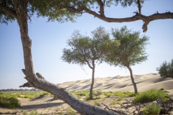 Al Kamil - Jalan Bani Bu Ali, Wahibská poušť