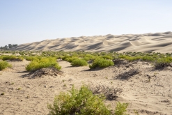 Al Kamil - Jalan Bani Bu Ali, Wahibská poušť