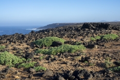 Lanzarote