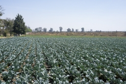 Texmelucan (San Martín)