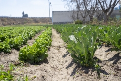 Texmelucan (San Martín)