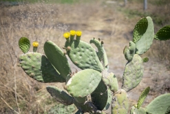 Texmelucan (San Martín)