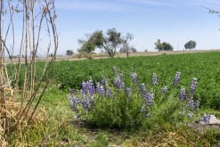 Texmelucan (San Martín)