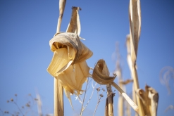 Texmelucan (San Martín)