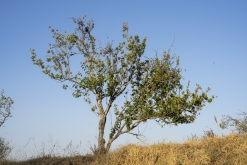 Texmelucan (San Martín)