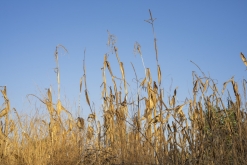 Texmelucan (San Martín)