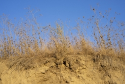 Texmelucan (San Martín)