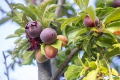 Iztaccihuatl - Popocatépetl národní park