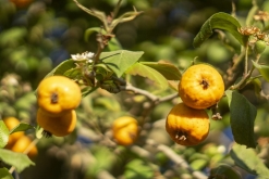 Iztaccihuatl - Popocatépetl národní park