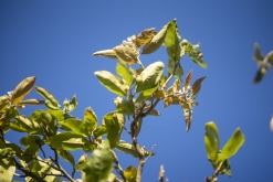 Iztaccihuatl - Popocatépetl národní park