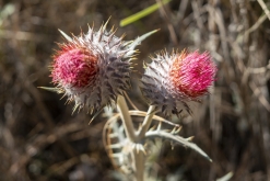 Iztaccihuatl - Popocatépetl národní park
