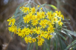 Iztaccihuatl - Popocatépetl národní park