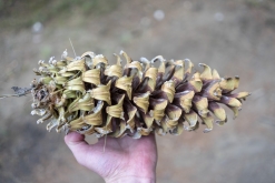 Iztaccihuatl - Popocatépetl národní park