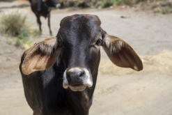 Iztaccihuatl - Popocatépetl národní park