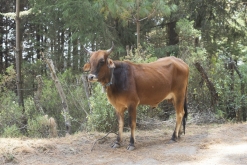 Iztaccihuatl - Popocatépetl národní park