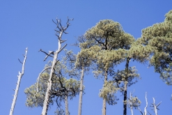 Iztaccihuatl - Popocatépetl národní park