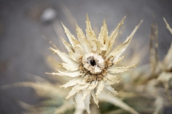 Iztaccihuatl - Popocatépetl národní park