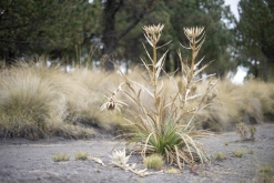 Iztaccihuatl - Popocatépetl národní park