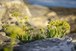 z Bari letiště: Giovinazzo