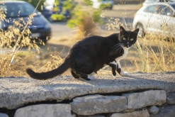 z Bari letiště: Giovinazzo