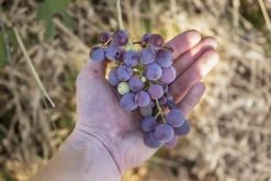 z Bari letiště: Giovinazzo