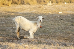 Theologos, Rhodos letiště