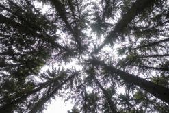 Tábořiště Hubertus - červen 2021