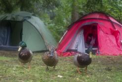 Tábořiště Hubertus - červen 2021