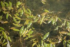 Pískovna Dobříň - srpen 2021