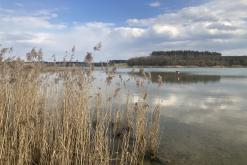 Pískovna Dobříň - duben 2021