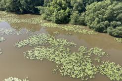 Žernosecké jezero - červen 2021