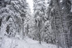 Klínovec - leden 2021