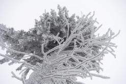 Klínovec - leden 2021