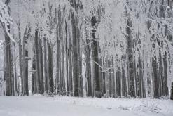 Rozhledna Jedlová - leden 2021