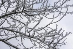 Milešovka - leden 2021