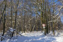 Zřícenina hradu Ostrý - únor 2021