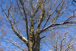 Zřícenina hradu Ostrý - únor 2021