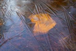 Děčínský Sněžník - únor 2021