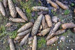 Děčínský Sněžník - únor 2021