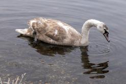 Jezero Milada - leden 2021