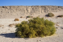 Wadi Belly, El Gouna, Hurghada